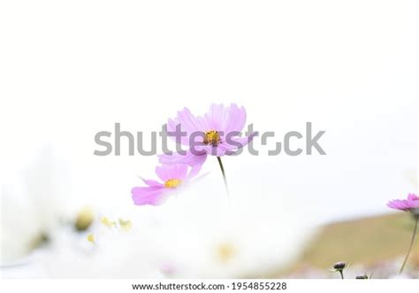 2 That sự 图片库存照片和矢量图 Shutterstock