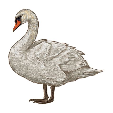 Cisne Blanco Aislado Sobre Fondo Blanco Vector Premium