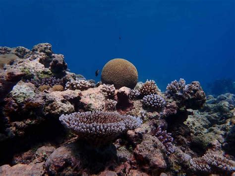 Decades Of Data Suggests Pacific Coral Reefs Can Acclimate To Warming