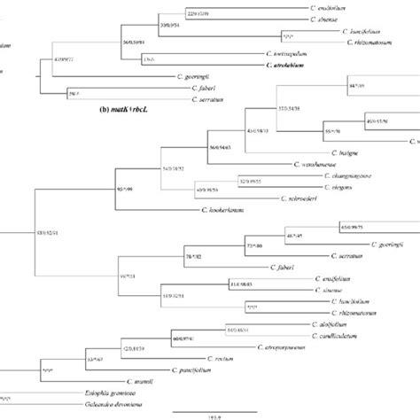 Phylogenetic Tree For Selected Cymbidium From Combined Matrix Of NrITS