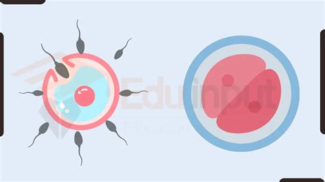 Zygote Definition Formation And Development In Animals And Plants