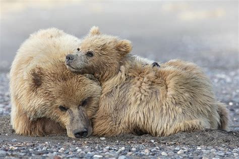 Cuddles Photograph By Linda D Lester Fine Art America