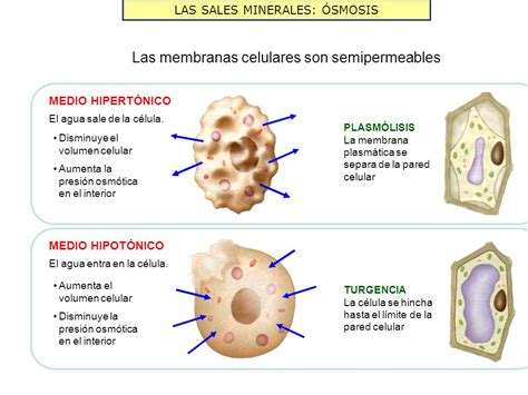 Ósmosis En La Cocina Y En Nuestras Células Bionesia Las Islas De La Vida