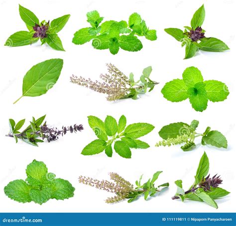Basil, Holy Basil and Mint Leaves Stock Image - Image of closeup