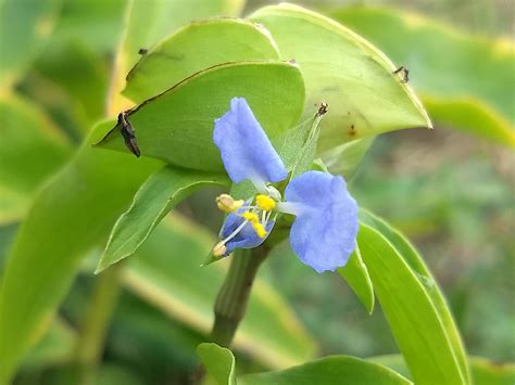 Virginia dayflower (Commelina virginica) Seed Packet | Hungry Hook Farm