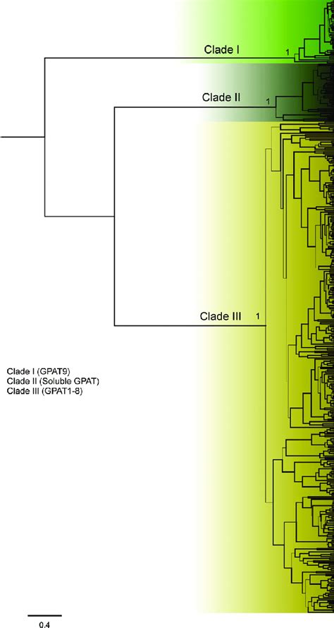 Phylogenetic Relationship Among Plant And Algae Gpat Protein Sequences