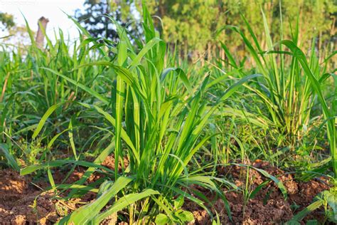 Mombasa Guinea Paspalum Maximum Cv Mombasa Grass For Animals Buffalo