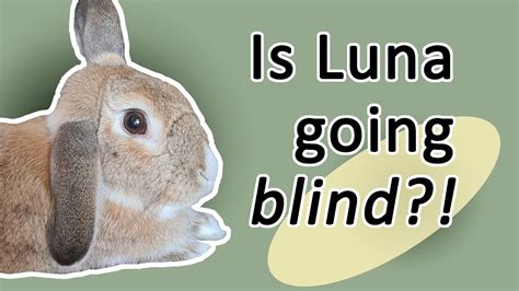 LUNA IS GOING BLIND Cataracts In Rabbits Vet Visit And Rabbit