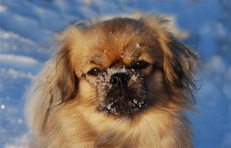 Tibetan Spaniel Dog Photos - Doglers