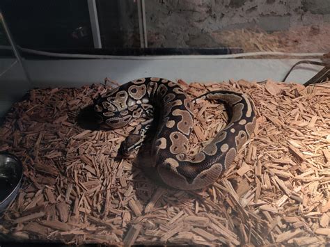 Sans Basking The Day Away Ball Python Scrolller