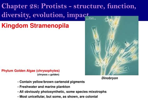 Ppt Chapter 28 Protists Structure Function Diversity Evolution Impact Powerpoint