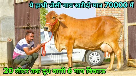 70000 में खरीदो हाथी जैसी गाय 20 लीटर से अधिक दूध वाली 6 गाय बिकाऊ। 6 Top Sahiwal Cows For