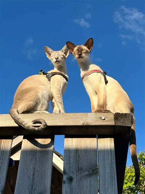 Simone Ne Peut Pas Imaginer Sa Vie Sans Les Chats Petrebels