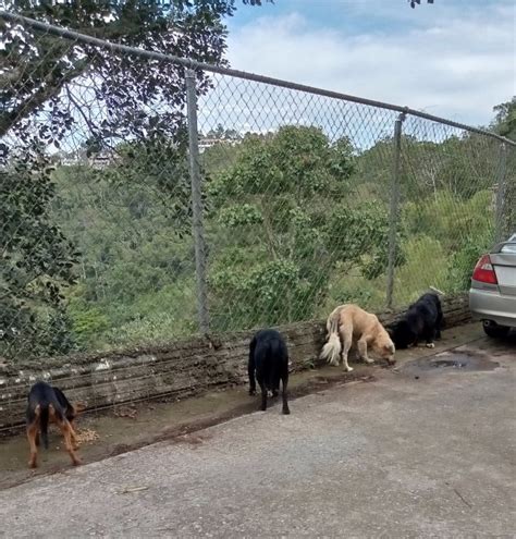 Perritosdevenezuela On Twitter Ahora Son Cuatro Los Perritos Que