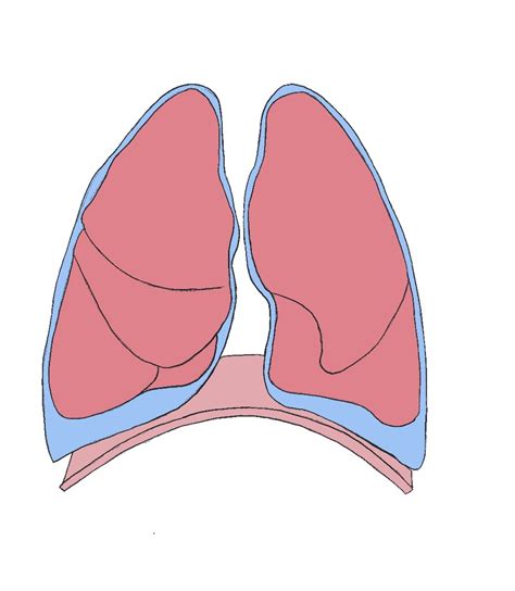 lobes of the lungs Diagram | Quizlet