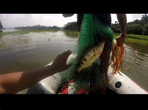 Pesca con atarraya mojarras tilapias tenguayacas y más YouTube