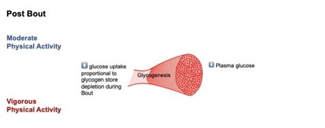 Figure 3 Glucose Homeostasis Following A Bout Of Physical Activity