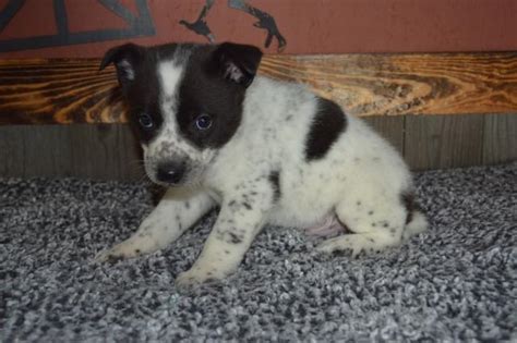 Blue Heeler Male Pups Nex Tech Classifieds