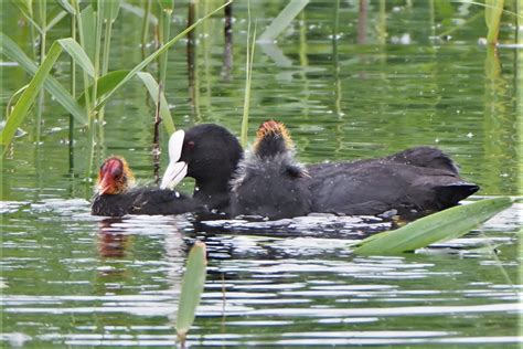 Blässhuhn Familie am Schilfrand Blässhuhn Fulica atra c Flickr