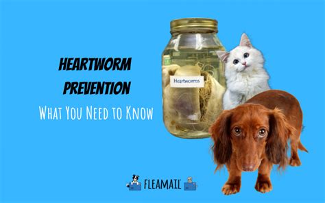 Heartworm Prevention What You Need To Know Fleamail