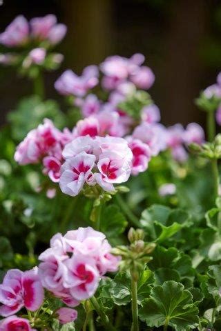 Geranium Gemakkelijke Langbloeier Tuinhappy Nl Tuinblogger