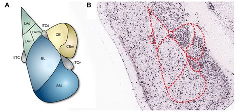 Subnuclei Of The Amygdala And Inhibitory Neurons A The Basic