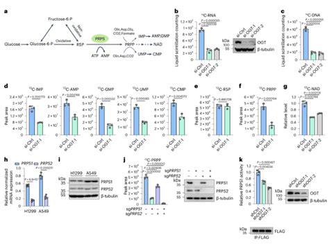 Nat Chem Biol：揭示一种特殊的糖分子影响癌细胞对放化疗反应的分子机制生物科技健康一线资讯