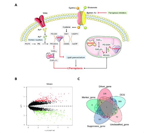 A Core Mechanisms Of Ferroptosis System Xc Mediated Cystine