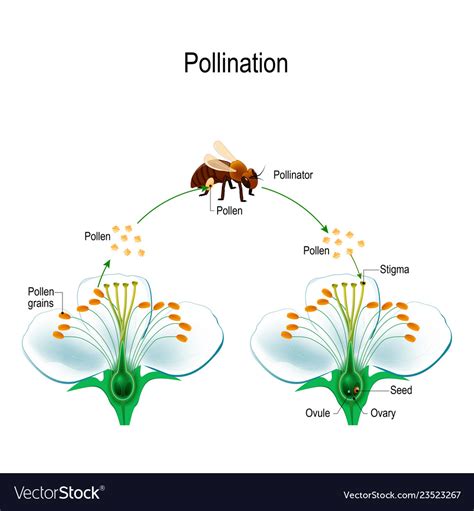 Insect Pollination Process