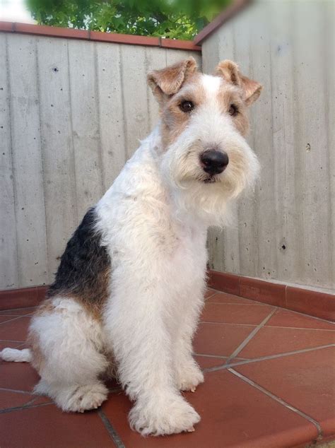 Wire Haired Terrier | Wirehaired fox terrier, Wire fox terrier, Fox terrier