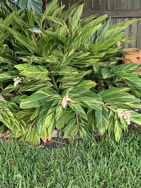 Blooming ginger. : r/gardening