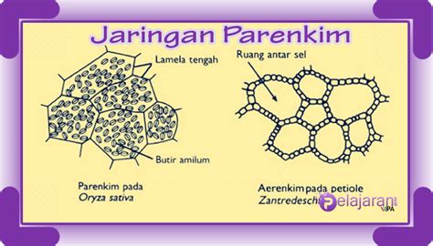 Fungsi Jaringan Dasar Parenkim Homecare24