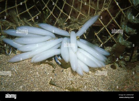 Squid Uk Underwater Hi Res Stock Photography And Images Alamy