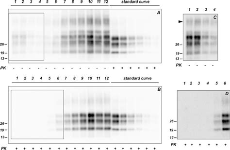 Analyses Of Protease Resistance And Aggregation State Of Abnormal Prion