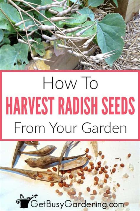 How To Harvest & Save Radish Seeds - Get Busy Gardening