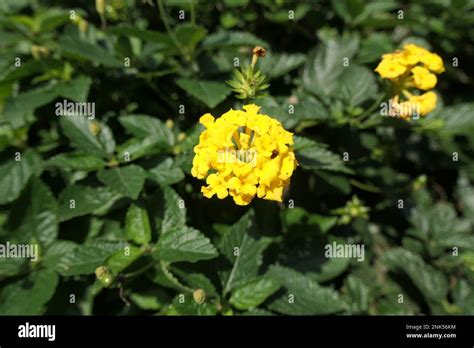 Yellow Lantana Blooms In The Garden Stock Photo Alamy