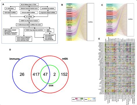 Flow Chart And Identification Of M6a Immune Related Lncrnas A The