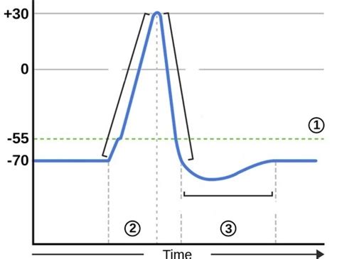 Physiology Action Potential Graph Diagram | Quizlet