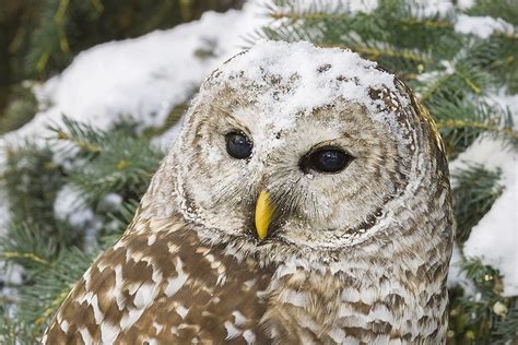 Barred Owls Photonews Magazine