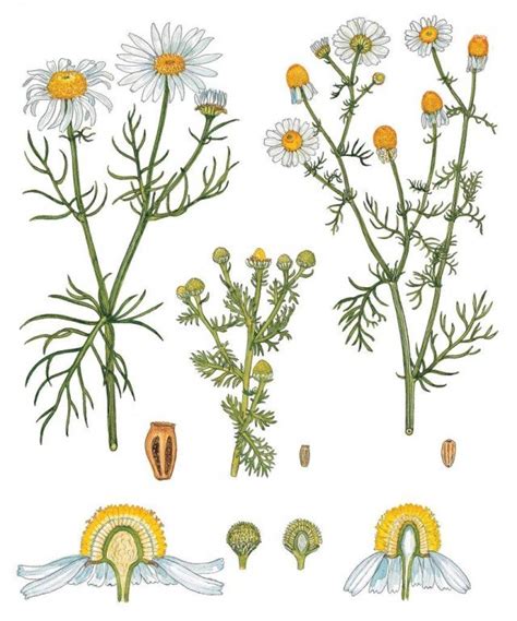 Ромашка аптечная рисунок (42 фото) скачать бесплатно