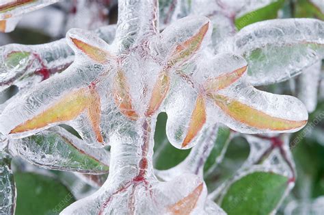 Leaves In Ice Stock Image C Science Photo Library