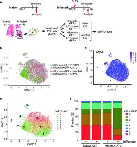 Scrna Seq Identified Distinct At Cell Populations In The Adult Lungs