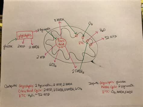 Chapter Cellular Respiration And Fermentation Flashcards Quizlet