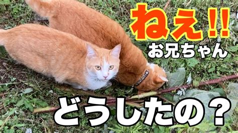 山奥の猫がキウイ畑で大興奮！一緒に騒ぐ無知な飼主を笑って猫散歩 Youtube