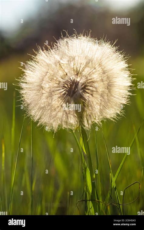 Western Salsify Tragopogon Dubiusm Seed Head In Little Missouri