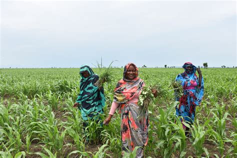 Sorghum farmers in Sudan's Blue Nile anticipate bumper harvests as