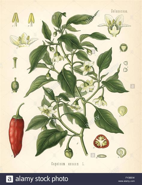 Plant Illustration Botanical Illustration Botanical Art Chilli Plant