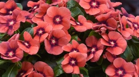 Oasis Horticulture Vinca Tattoo Tangerine