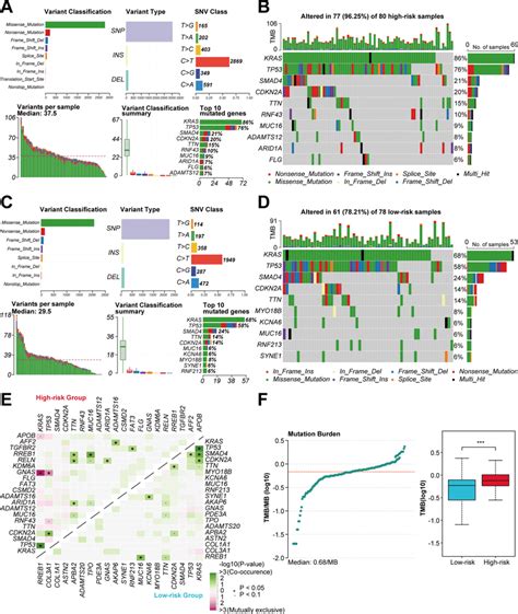 Somatic Mutation Profiles Between Two Risk Groups In Tcga Cohort