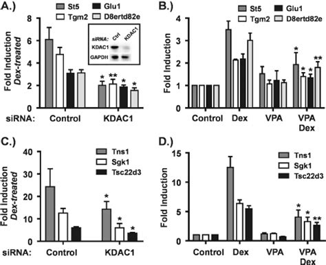 Histone H Acetylation Is Sensitive To Vpa Treatment At Gr Binding